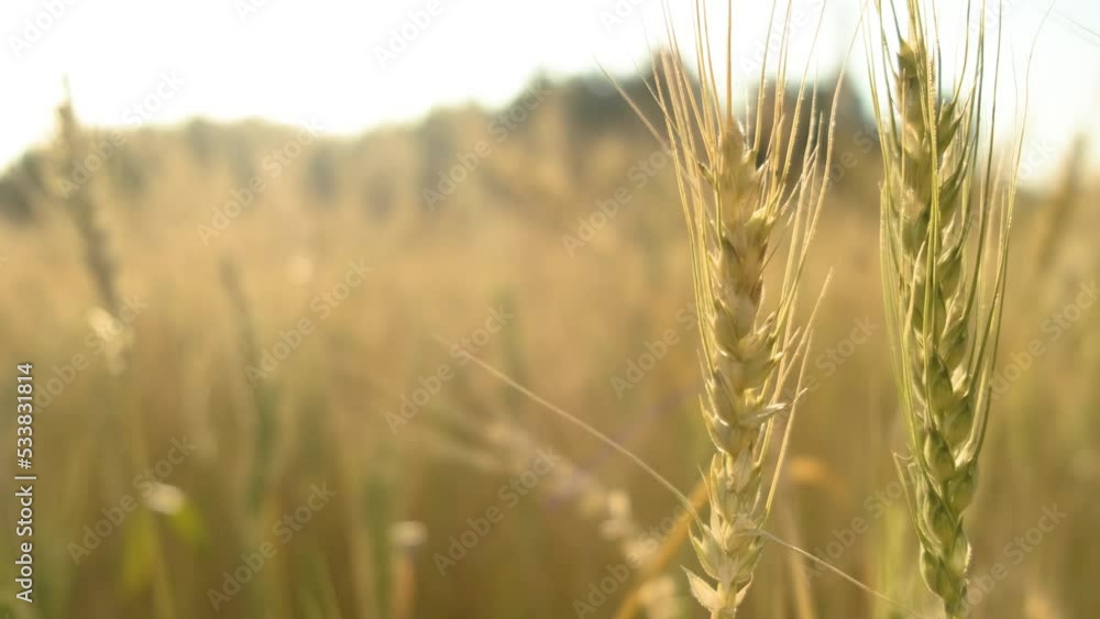 Close up shot of Wheat spikelets on sunny day, Blurred Wheat field in background, Static Close up shot of Wheat spikelets on sunny day, Blurred Wheat field in background, Static