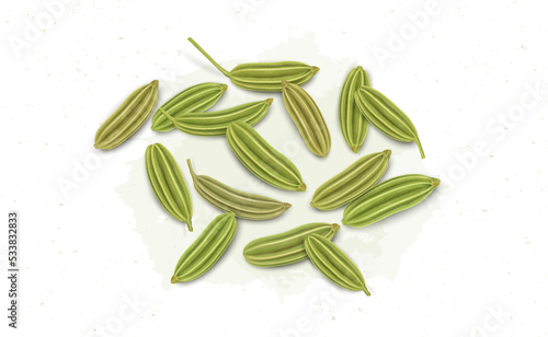 Dried herb, Fennel seeds vector illustration isolated on white background