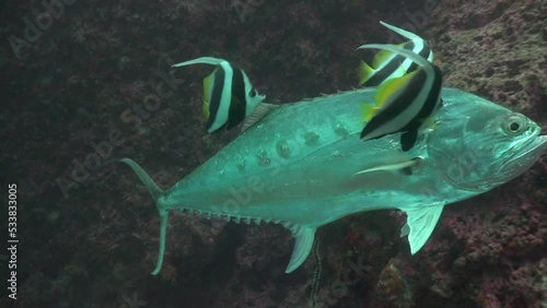 The Talang Queenfish (Scomberoides commersonnianus) calm and stays close to the camera while banner fish cleans it  photo