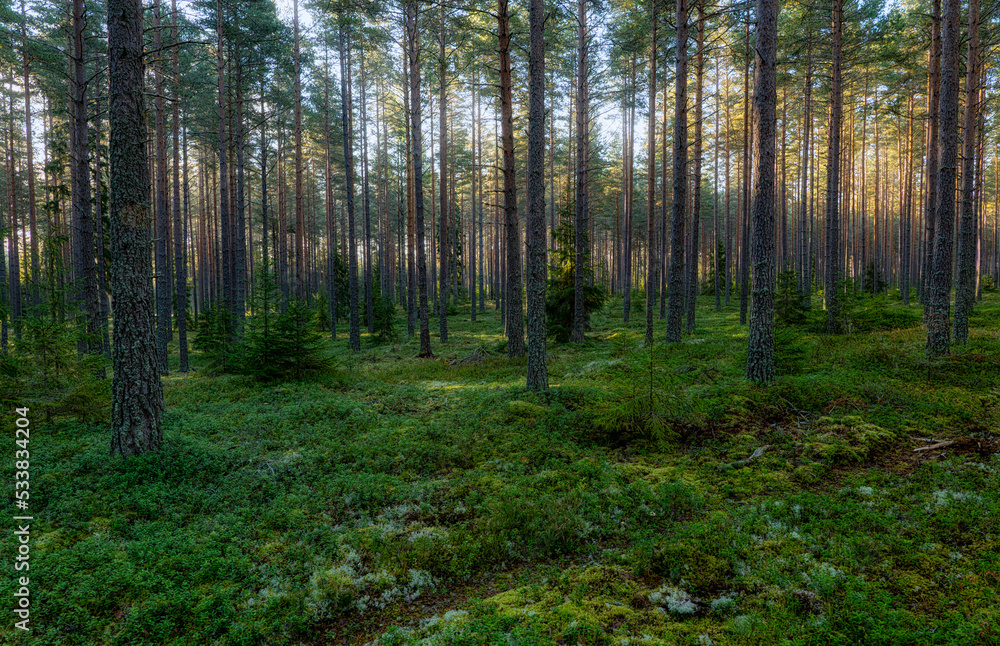 Fototapeta premium Sunbeams shining through natural forest of pine trees
