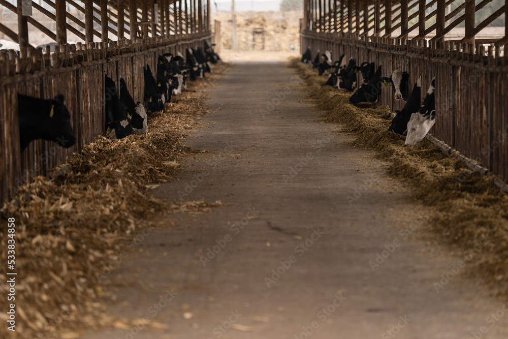 Interior of a stable with cattle eating straw. Interior of a stable with cattle eating straw.