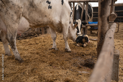 Cows sniffing a newborn calf on a farm