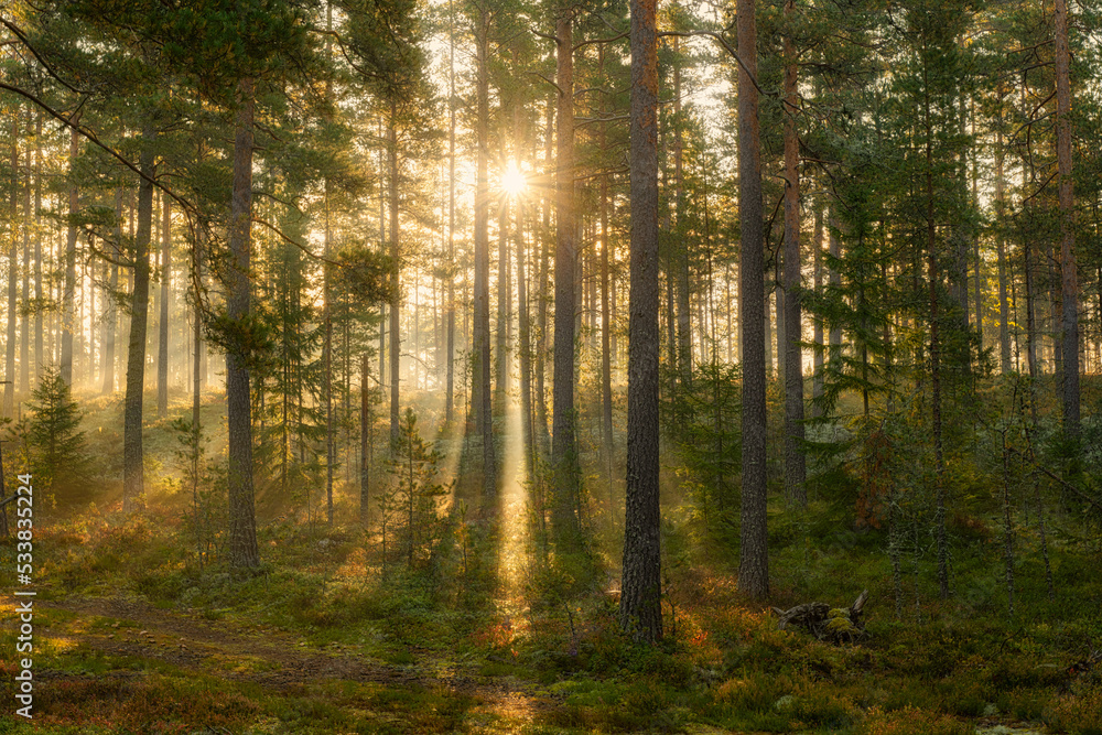 Sunbeams shining through natural forest of pine trees Sunbeams shining through natural forest of pine trees