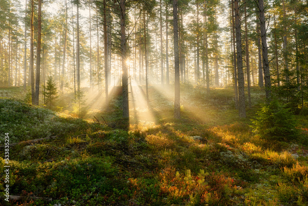 Obraz premium Sunbeams shining through natural forest of pine trees