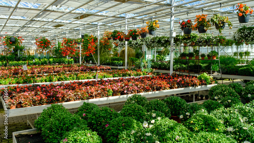 Картината върху платно Flowers in a modern greenhouse
