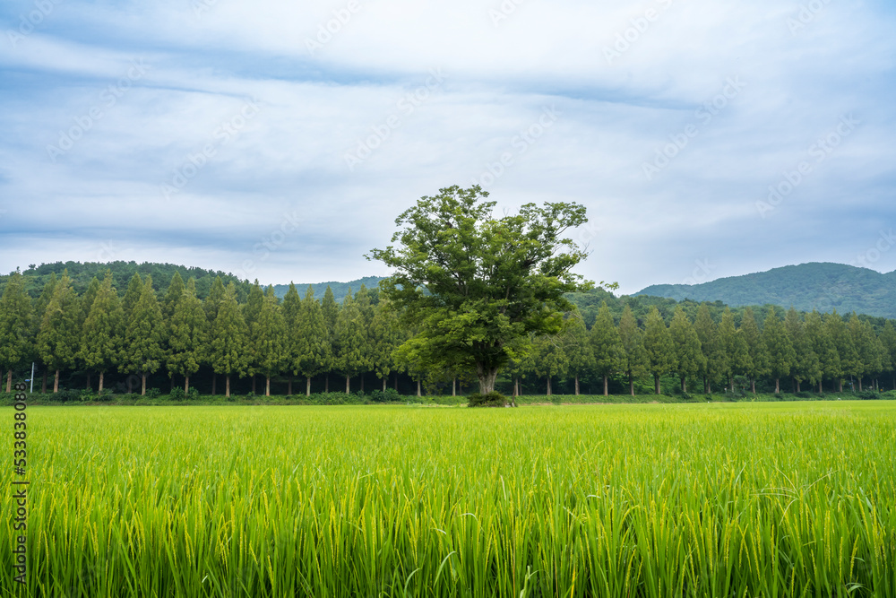 A zelkova tree in the evening in the countryside when the rice is ripening yellow A zelkova tree in the evening in the countryside when the rice is ripening yellow