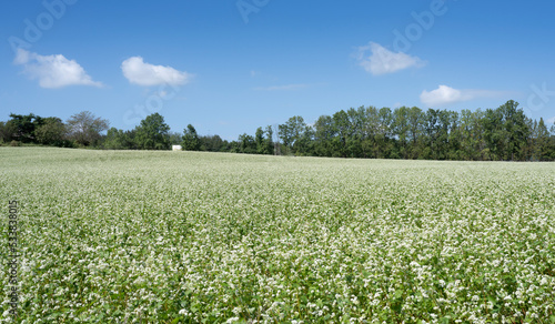 Buckwheat farm landscape with white buckwheat flowers