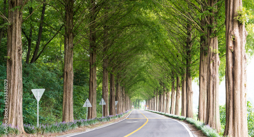 Fotografiet Metasequoia tree-lined road leading to the countryside