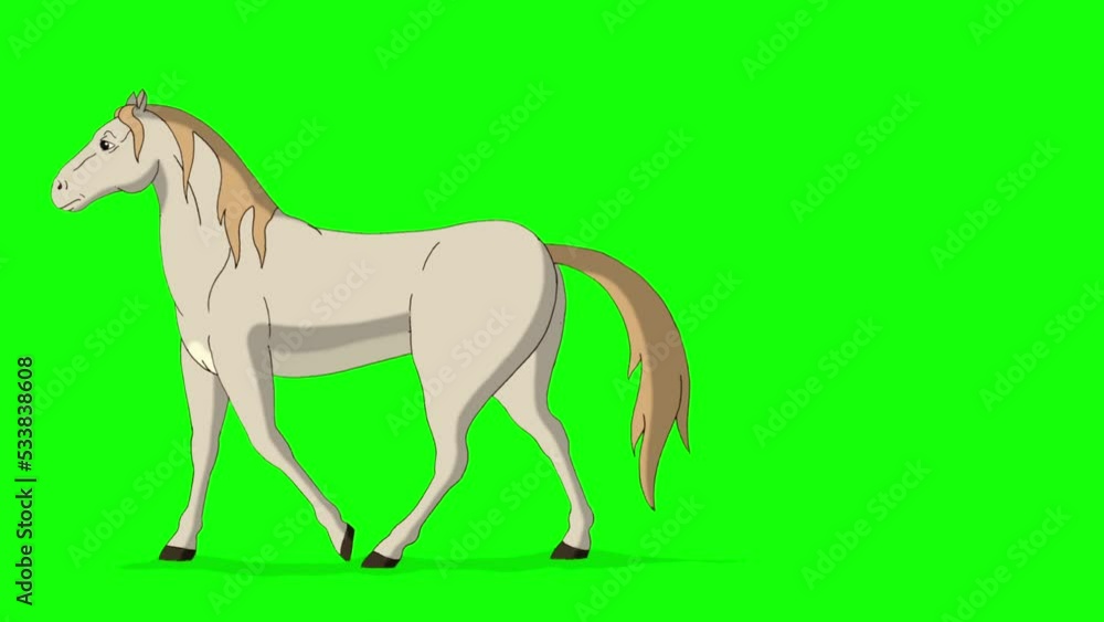 White Horse walks back and forth chroma key full shot White Horse walks back and forth chroma key full shot