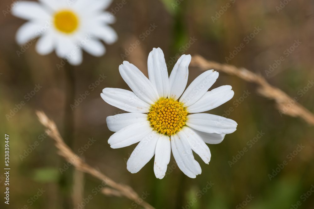 Fototapeta premium White Daisy flower in the field with bokeh background