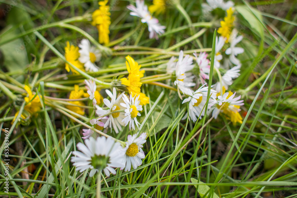 Plucked daisies and yellow flowers on green grass