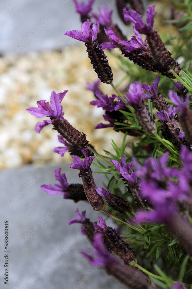 Obraz premium Closeup of lavender flowers with bees on flower petals
