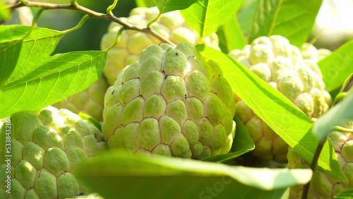 Close up shot of custard apple or sugar apple collected to be sold in Vietnamese market in Chi Lang district, Lang Son province, Vietnam at daytime. photo