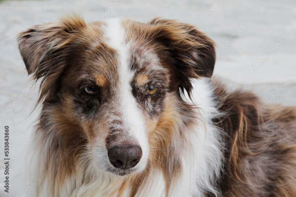 portrait of a dog boarder collie with white and brown fur,
lovley eyes and cute face, no person