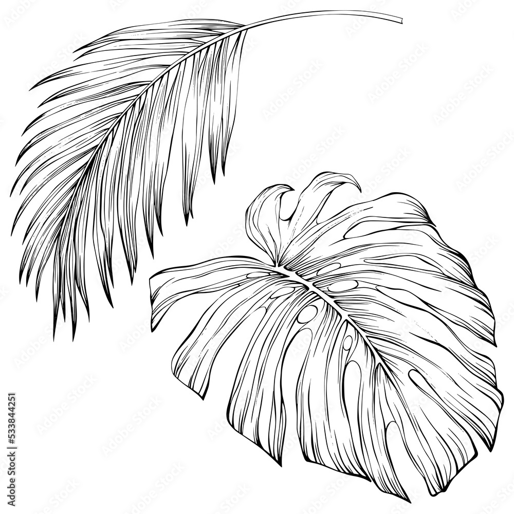 Obraz premium Leaves isolated on white. Tropical leaves. Hand drawn png illustration.