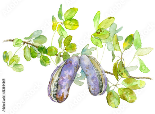 Fruits, branch and leaves of akebia quinata photo