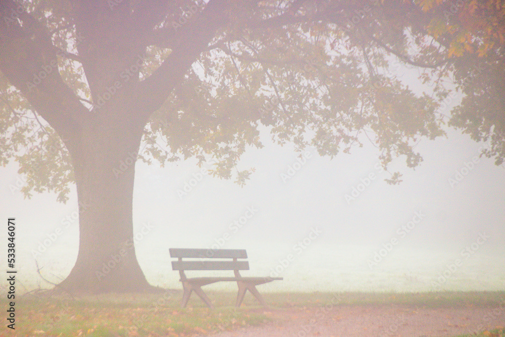 banc sous un arbre dans le brouillard d'automne Photos | Adobe Stock