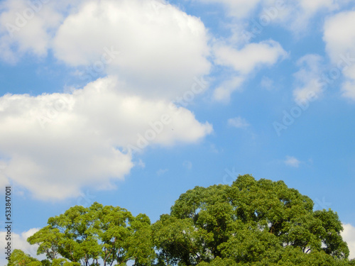 緑の樹木と白い雲のある青空