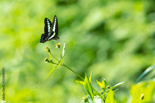 草むらのコセンダングサ蜜を吸うアオスジアゲハ