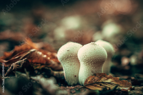 biały grzyb, purchawka w lesie bukowym jesienią, tło na monitor komputera photo