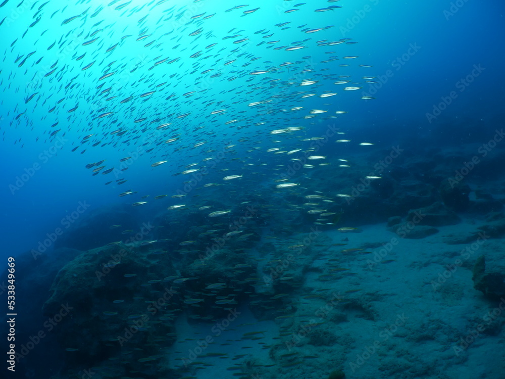 silverside fish school underwater scenery of mediterranean rocks and reef deep blue clean water