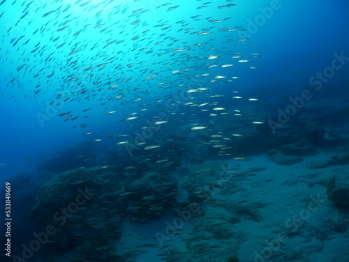 silverside fish school underwater scenery of mediterranean rocks and reef deep blue clean water © underocean