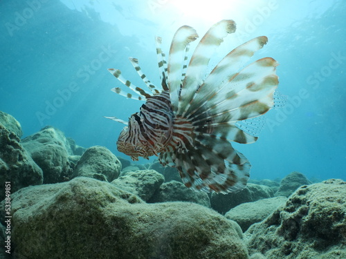 lion fish underwater lionfish underwater mediterranean sea sun beams and rays background