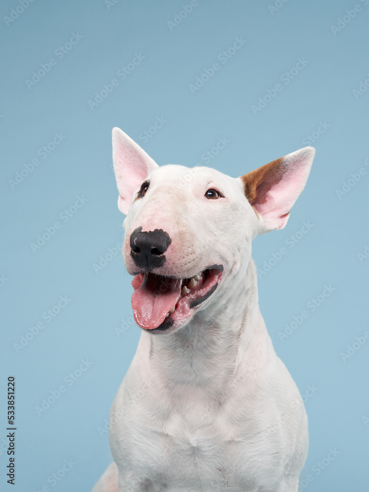 happy bull terrier on a blue background. cute dog studio, for design. - obrazy, fototapety, plakaty 