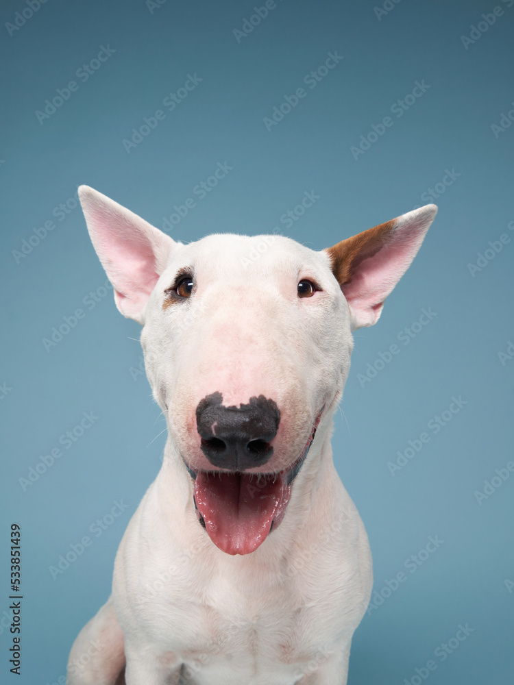 happy bull terrier on a blue background. cute dog studio, for design. - obrazy, fototapety, plakaty 