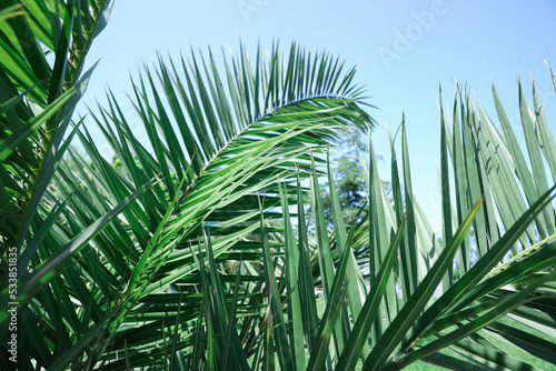 Beautiful green tropical leaves against blue sky  closeup