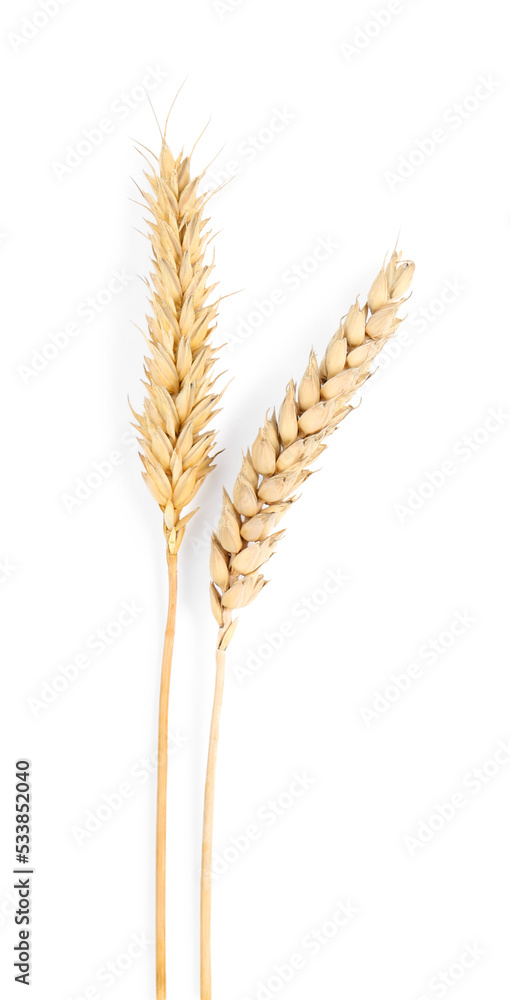 Dried ears of wheat on white background, top view Dried ears of wheat on white background, top view