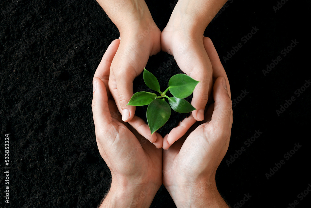 Couple holding seedling over soil, top view. Planting tree Couple holding seedling over soil, top view. Planting tree