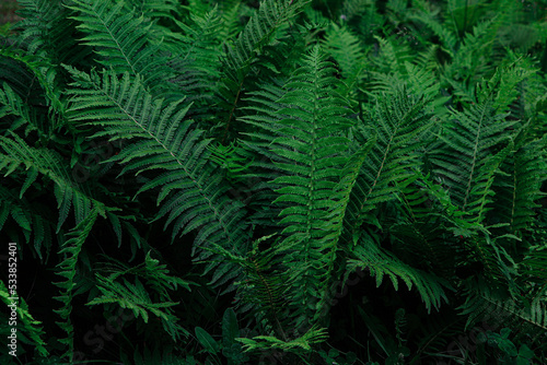 Beautiful fern with lush green leaves growing outdoors