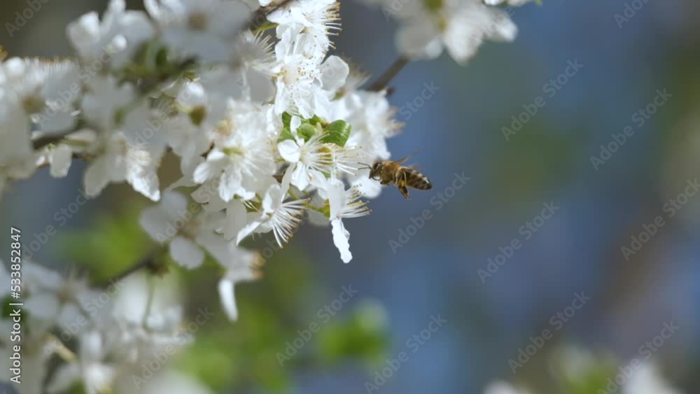 Twigs of cherry tree with white blossoming flowers in early spring Twigs of cherry tree with white blossoming flowers in early spring