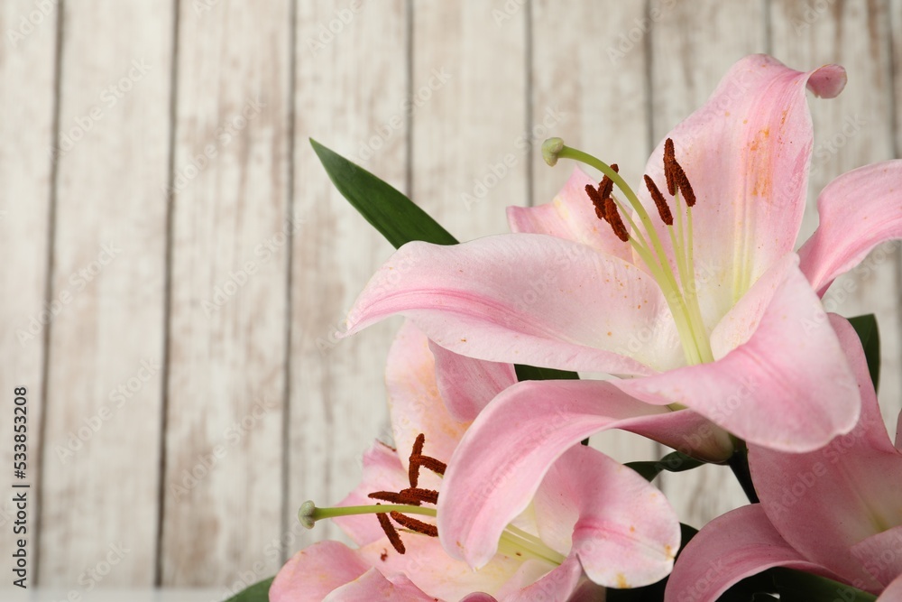 Beautiful pink lily flowers on white wooden background, closeup. Space for text