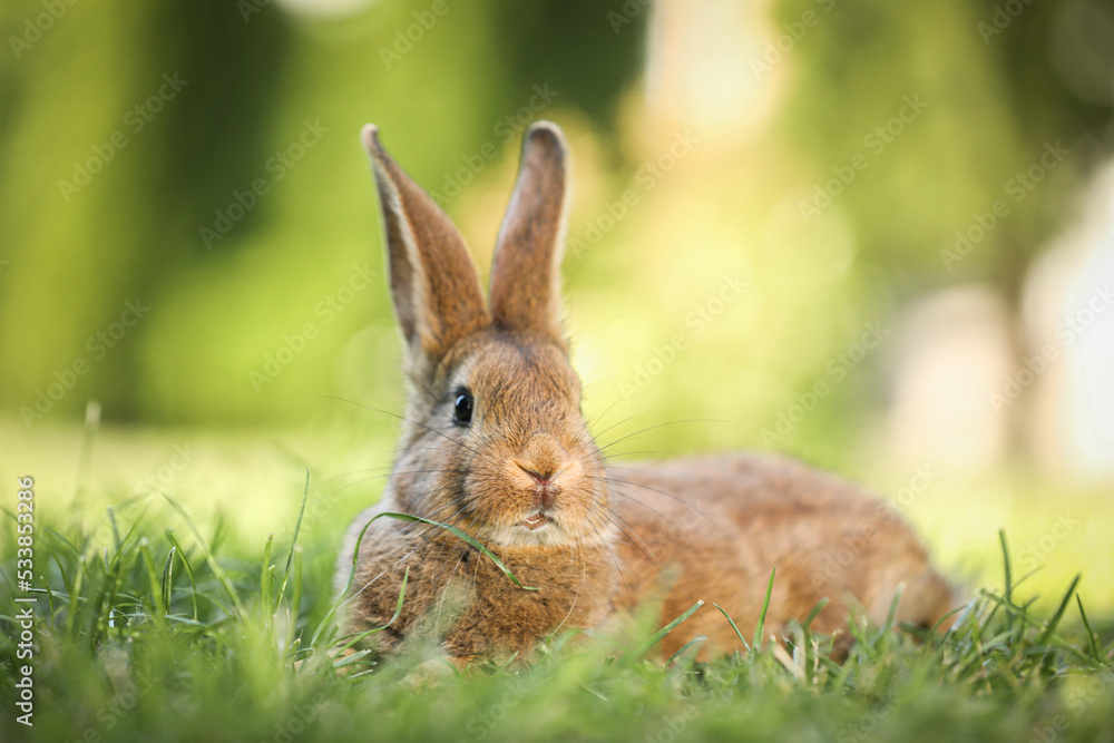Fototapeta premium Cute fluffy rabbit on green grass outdoors