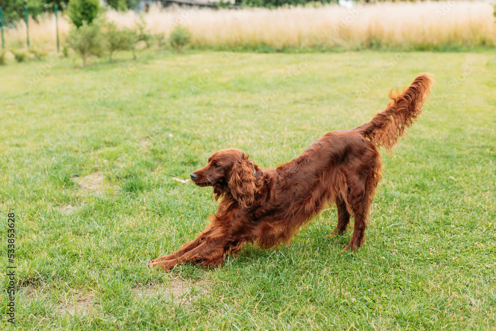 Beautiful happy Irish Setter dog is lying in grass on a beautiful summer day. Brown Dog in yoga pose. Beautiful happy Irish Setter dog is lying in grass on a beautiful summer day. Brown Dog in yoga pose.