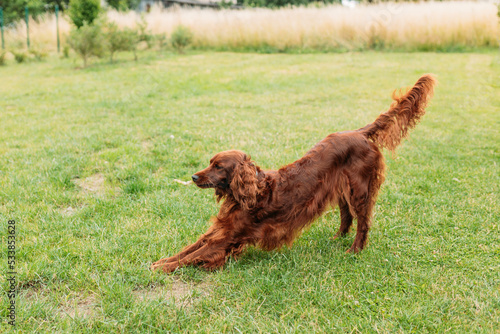 Beautiful happy Irish Setter dog is lying in grass on a beautiful summer day. Brown Dog in yoga pose.