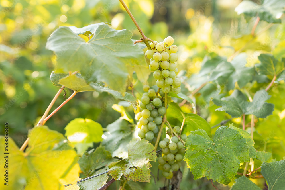 Green grape growing on the grape vines. Close up of ripe grapes hanging on branch. Hanging grapes. Grape farming. Wine making concept. Green grape growing on the grape vines. Close up of ripe grapes hanging on branch. Hanging grapes. Grape farming. Wine making concept.