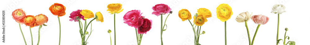 Set with beautiful spring ranunculus flowers on white background. Banner design Set with beautiful spring ranunculus flowers on white background. Banner design