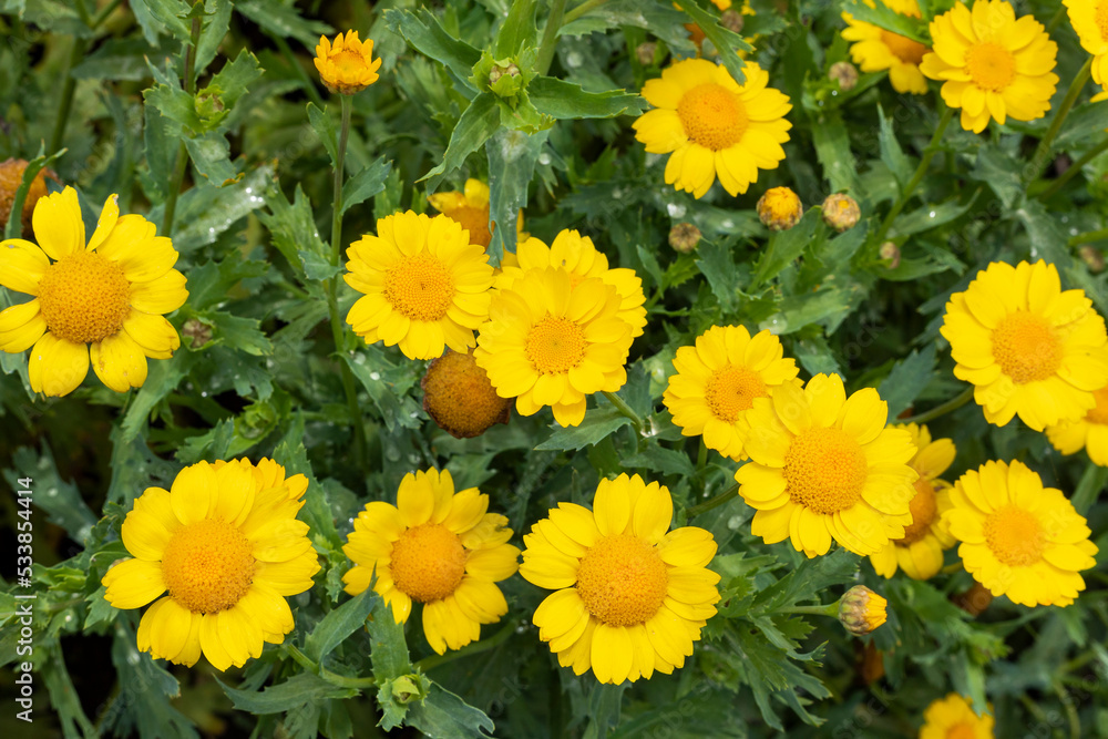 beautiful Glebionis segetum corn marigold corn daisy flower blooms beautiful Glebionis segetum corn marigold corn daisy flower blooms