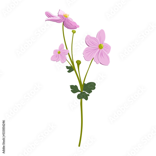 Japanese anemone flowers illustration