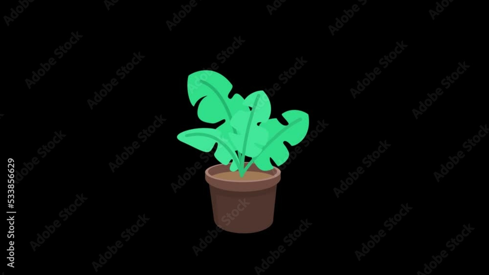 Animation of a monstera growing in a pot Animation of a monstera growing in a pot