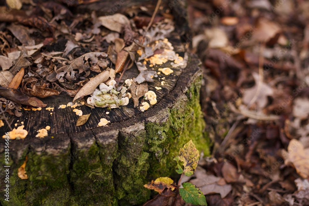 Soft focused close up shot of tree stump with burl, burr, bur, parasite mushrooms Soft focused close up shot of tree stump with burl, burr, bur, parasite mushrooms