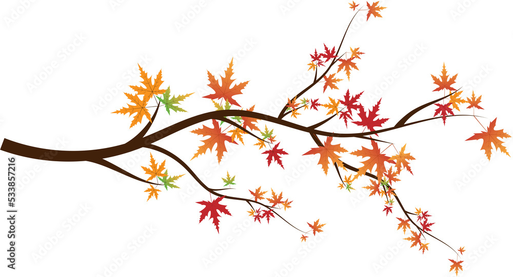 maple tree maple tree