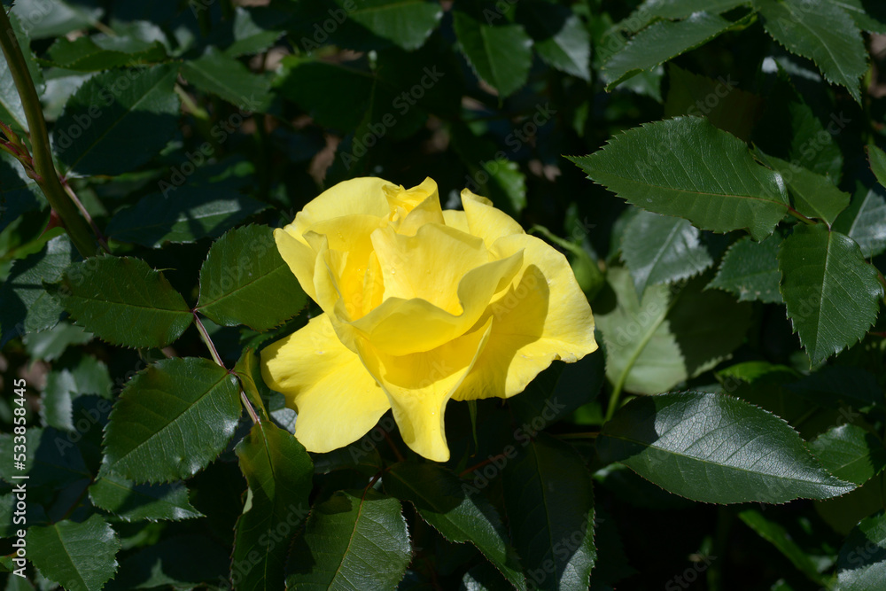 フリージア　バラの花