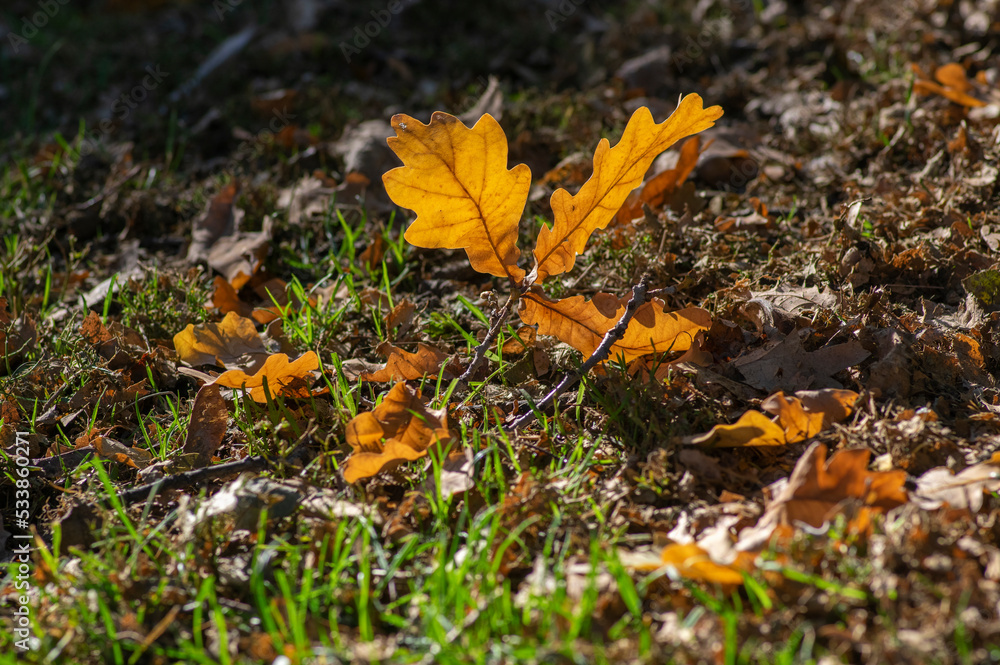 Oak leave in green grass during autumnal day in sunlight, bright fall colors Oak leave in green grass during autumnal day in sunlight, bright fall colors