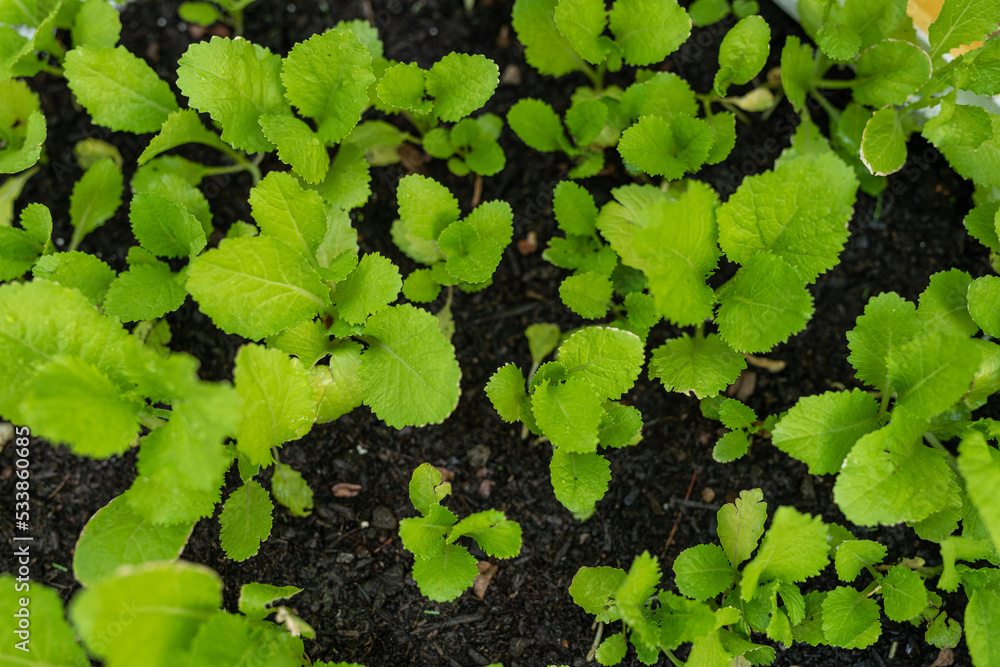 topviews of field mustard vegetable at the farm topviews of field mustard vegetable at the farm