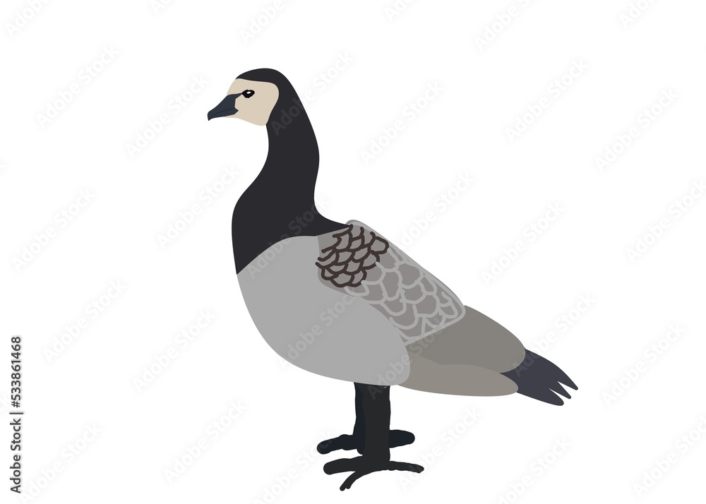 pheasant isolated on white background pheasant isolated on white background