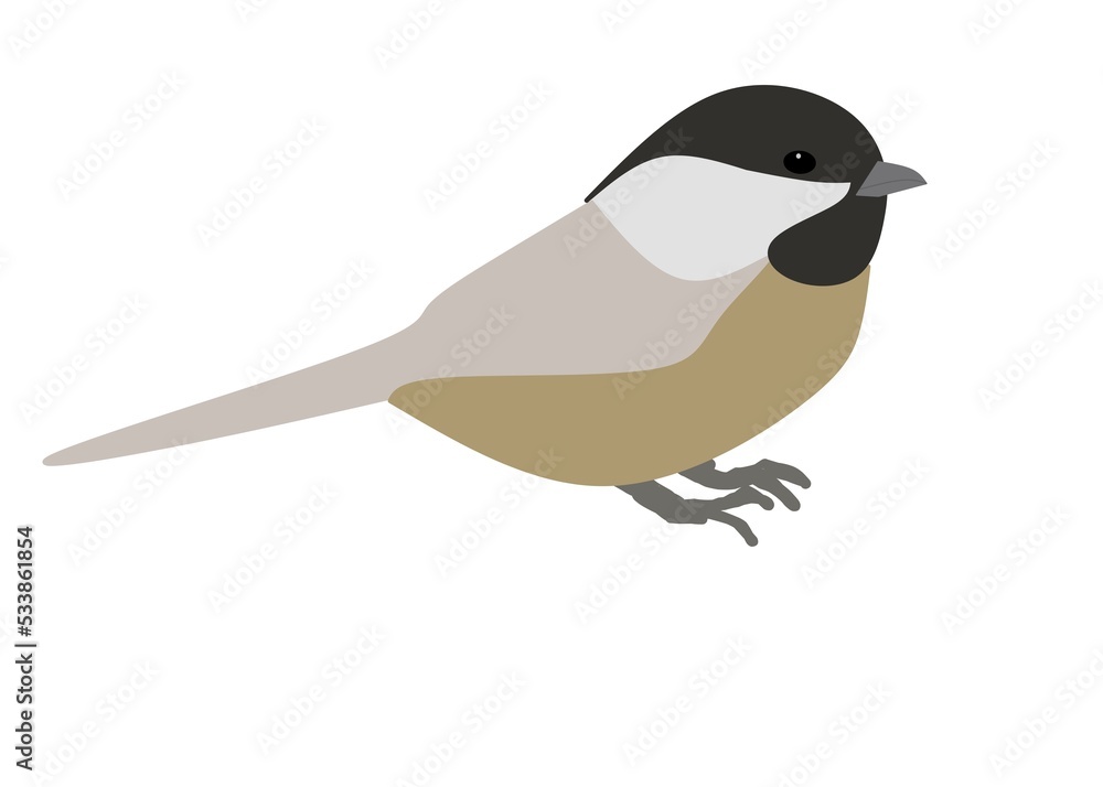 black and white bird black and white bird